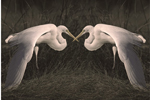 symmetries list